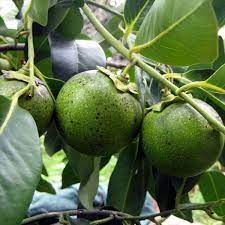 Sapote fruit seed collection